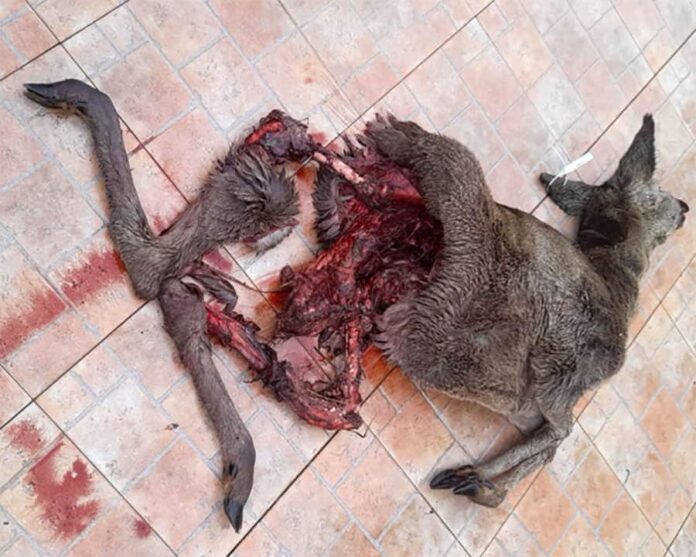 capriolo-predato-da-due-lupi