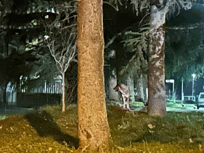 Continuano gli attacchi dei lupi in Valtiberina
