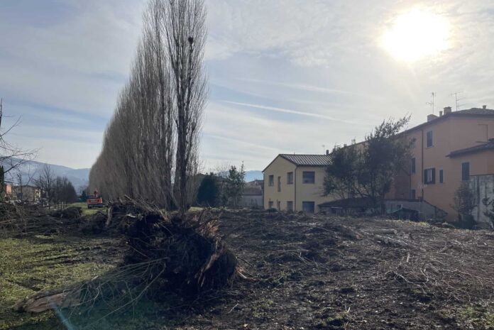 Pioppi di via Campanacci