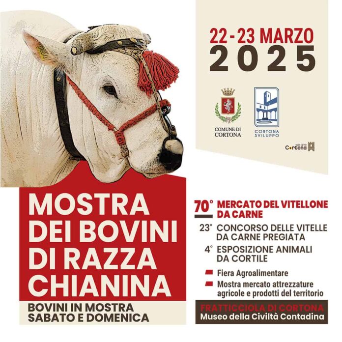vitellone-2025-QUADRATO