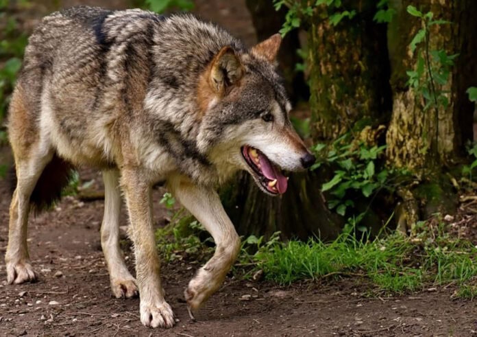 lupo nel suo abitat naturale