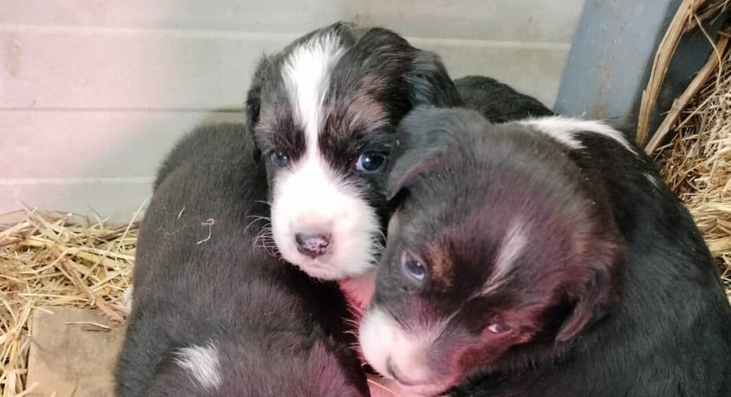 Adottati 3 cuccioli al canile sanitario di Torrita di Siena