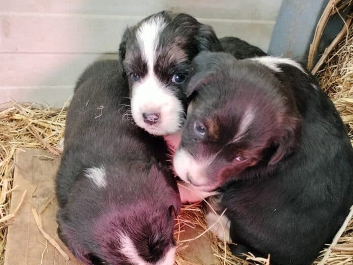 Adottati 3 cuccioli al canile sanitario di Torrita di Siena
