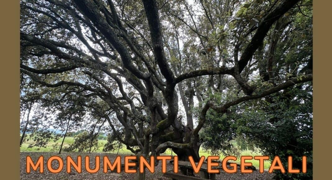 Evento davanti al Leccio secolare di Bucine