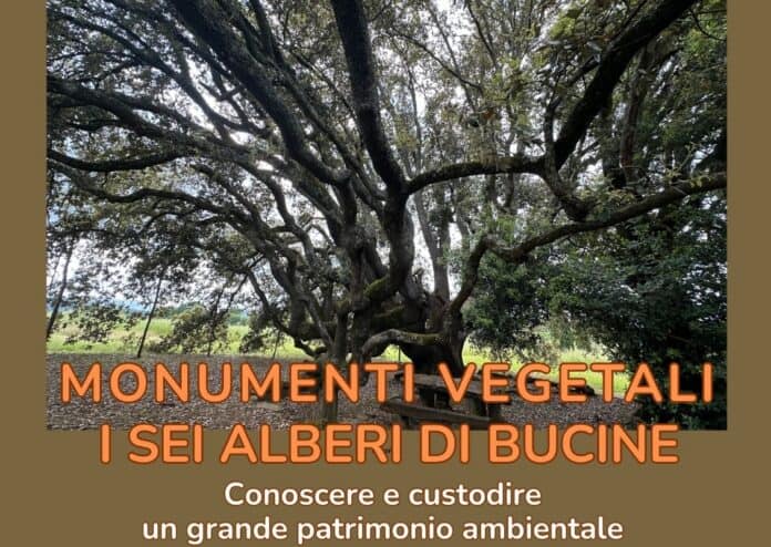 Evento davanti al Leccio secolare di Bucine