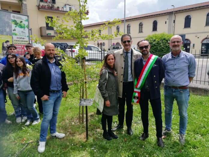 Un esemplare di “Ginko Biloba” nel parco XXV aprile a Sansepolcro