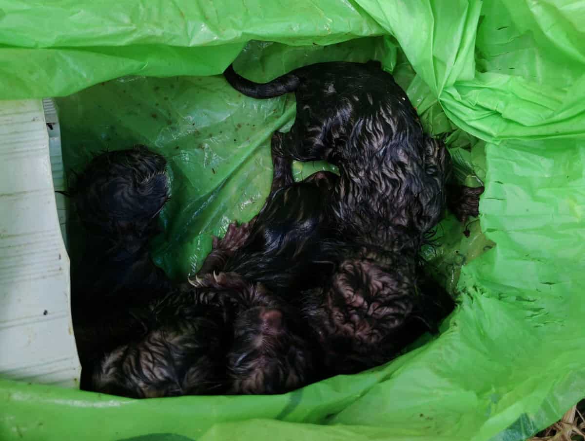 Cuccioli di gatto gettati in un cassonetto salvati a Bibbiena