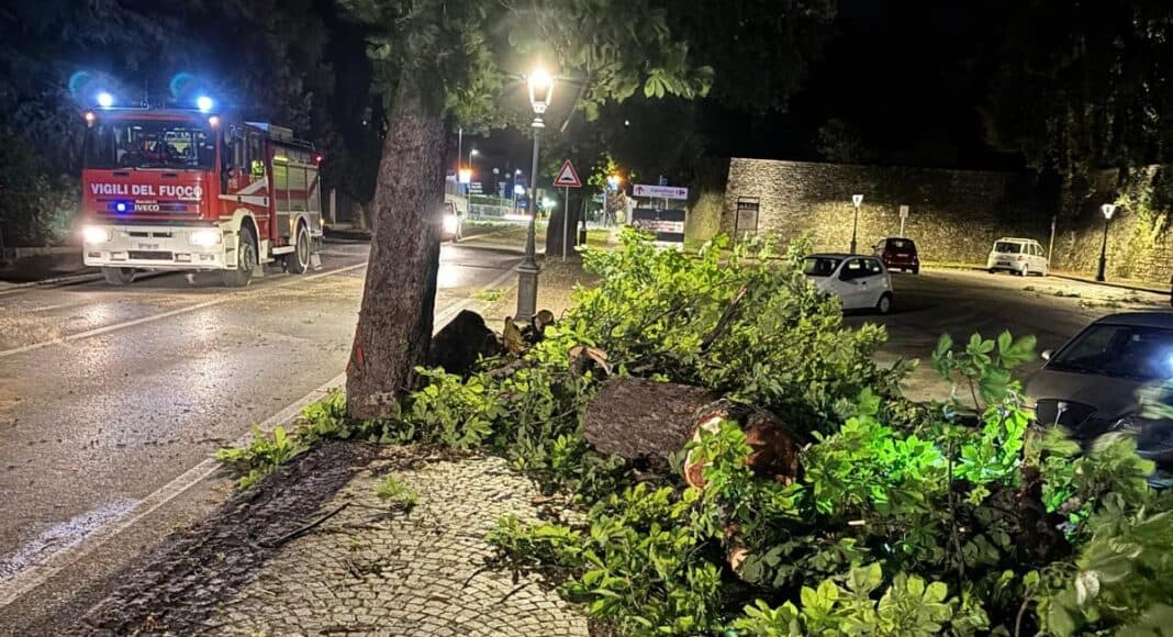 Sansepolcro, alberi abbattuti per il forte vento