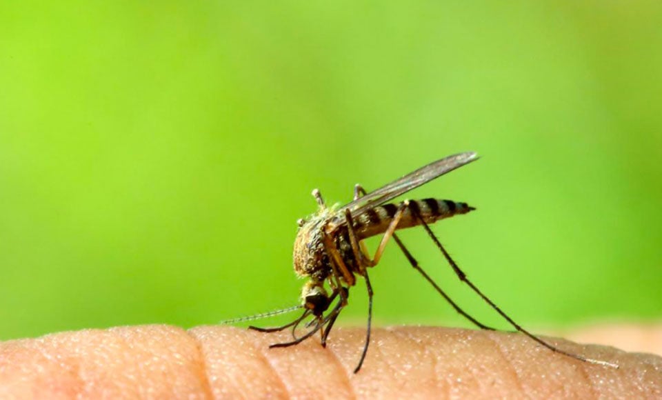 Il Comune di Foiano della Chiana lancia una campagna contro le zanzare