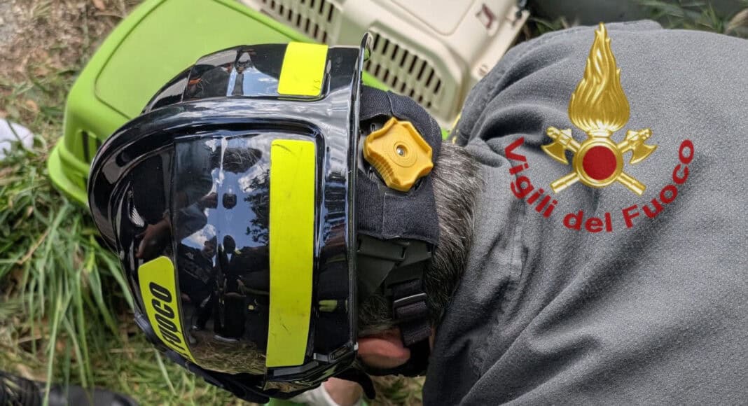 Cuccioli di gatto gettati in un cassonetto salvati a Bibbiena