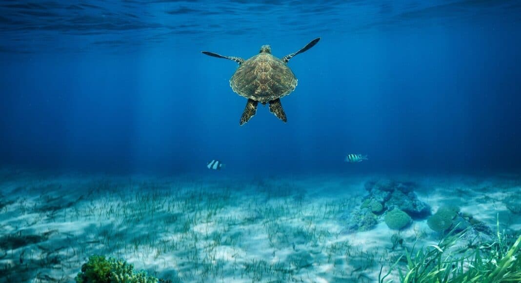 Giornata internazionale degli oceani 2025