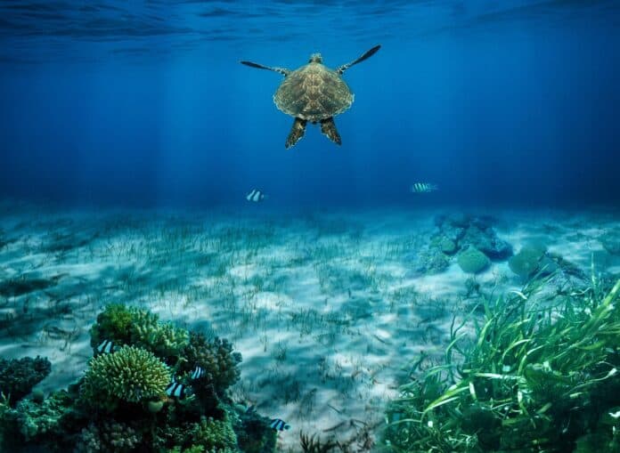 Giornata internazionale degli oceani 2025
