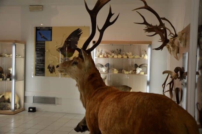 “I giovedì del Cai” di Arezzo, notte al museo della fauna selvatica
