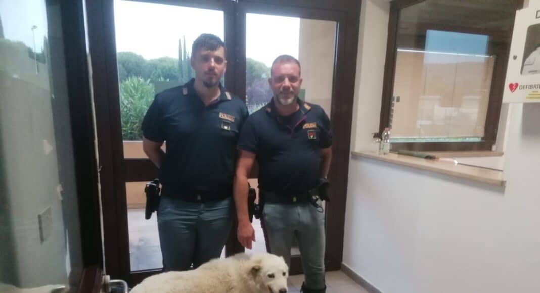 Cane si perde di notte sulla A1: JANE salvata dalla Polizia di Stato