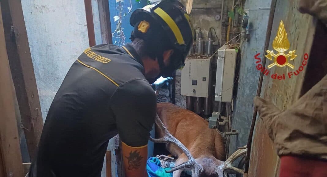 Liberato cervo dai vigili del fuoco