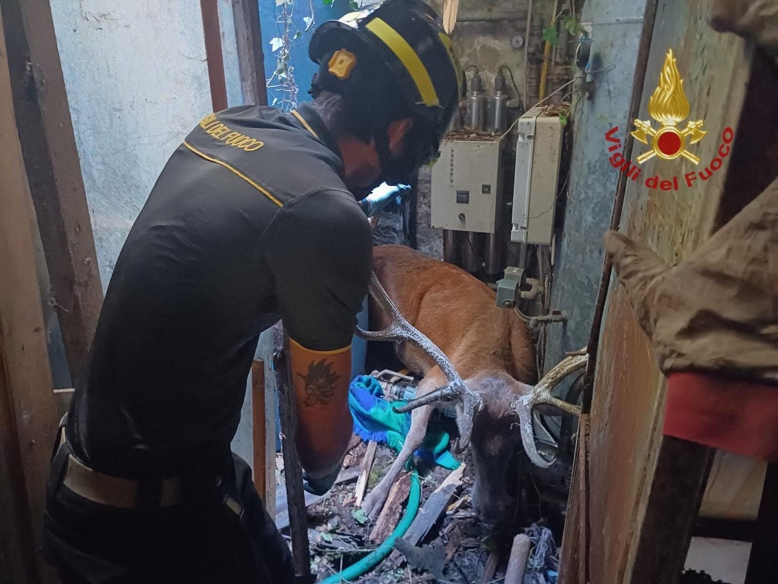 Liberato cervo dai vigili del fuoco