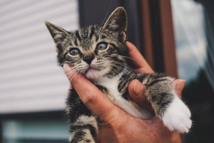 gatto-gattini