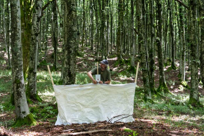 L’arte di Roberto Ghezzi incontra il Parco delle Foreste Casentinesi