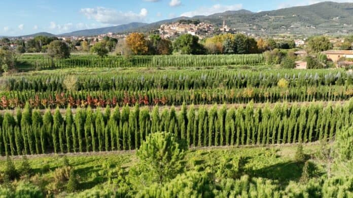 Castiglion Fiorentino 60 le aziende agricole presenti sul territorio Castiglion Fiorentino 60 le aziende agricole presenti sul territorio