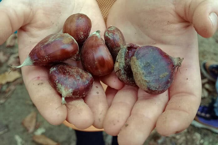castagna a Raggiolo