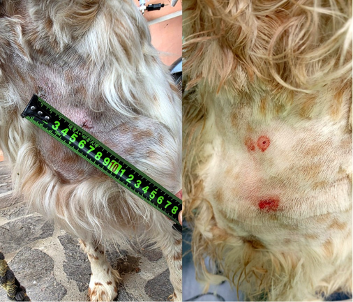 setter bianca ferita dall'aggressione del lupo