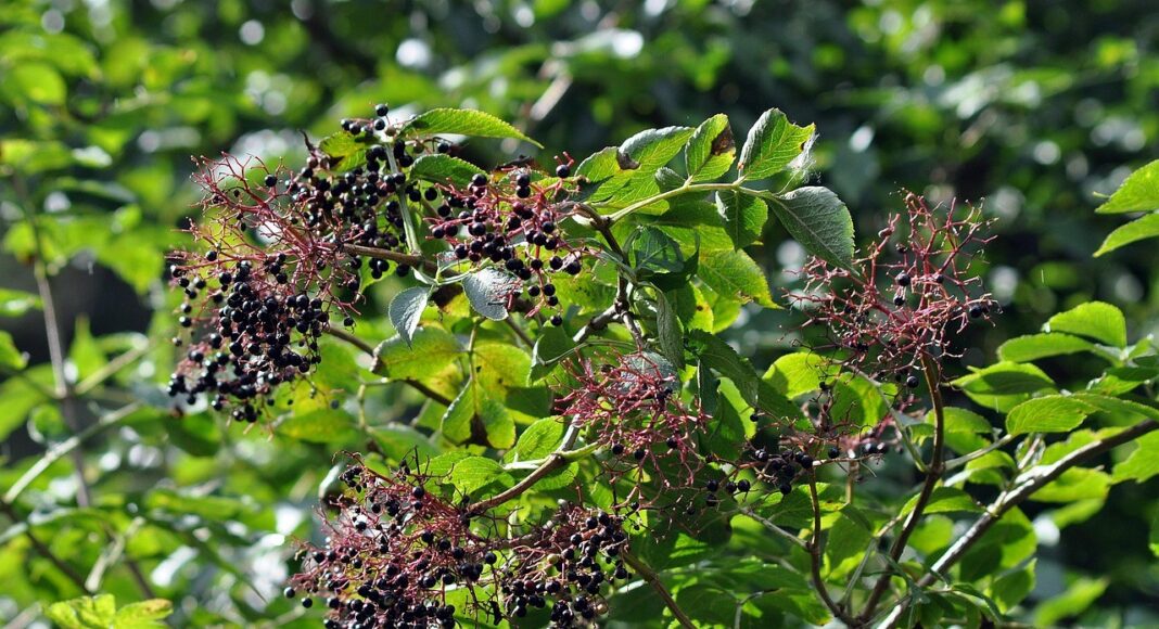 Ad Arezzo un corso teorico pratico per conoscere le piante officinali.
