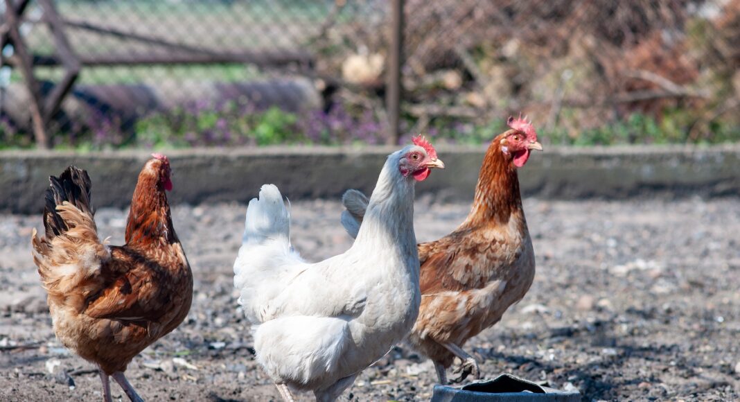 Influenza aviaria (H5N1): confermato focolaio a Subbiano