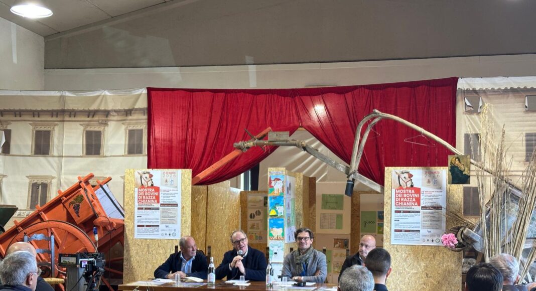 A Cortona torna la Mostra dei bovini di razza Chianina