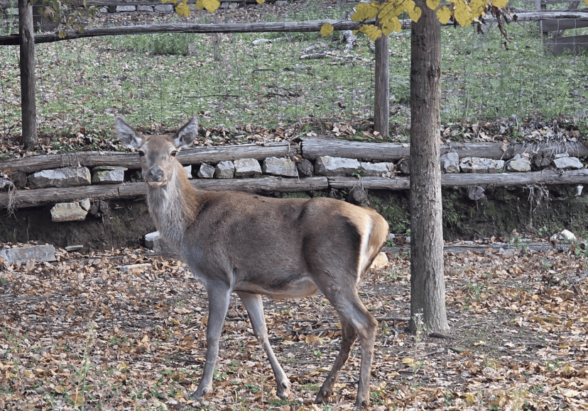Cerva ferita a Lignano Carlettini annuncia una querela un pò tardiva