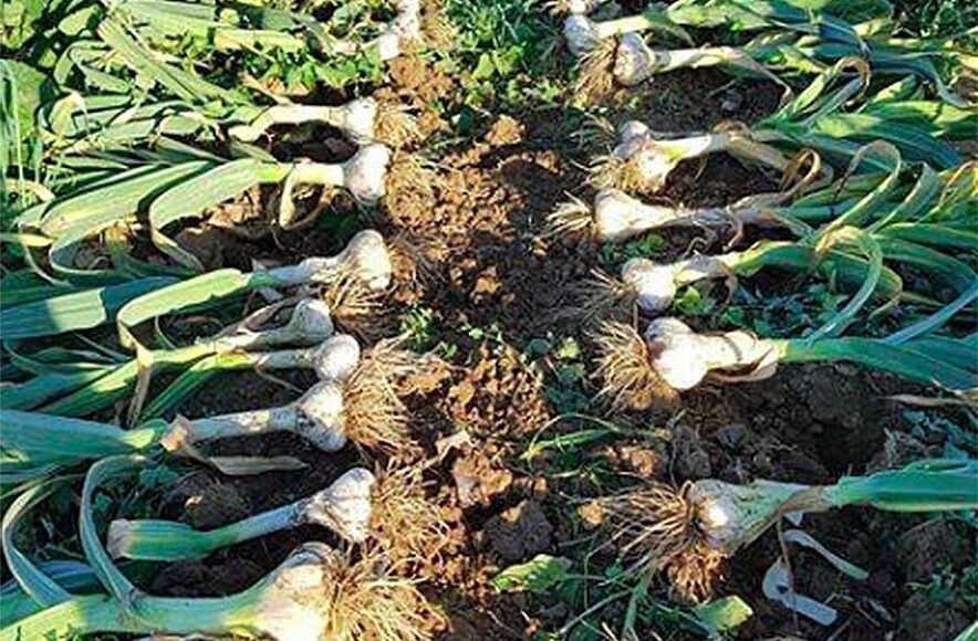 L’Aglione della Valdichiana ad un passo dall’IGP