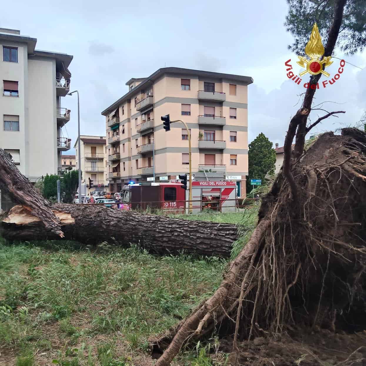 vvf-montevarchi-crollo-albero