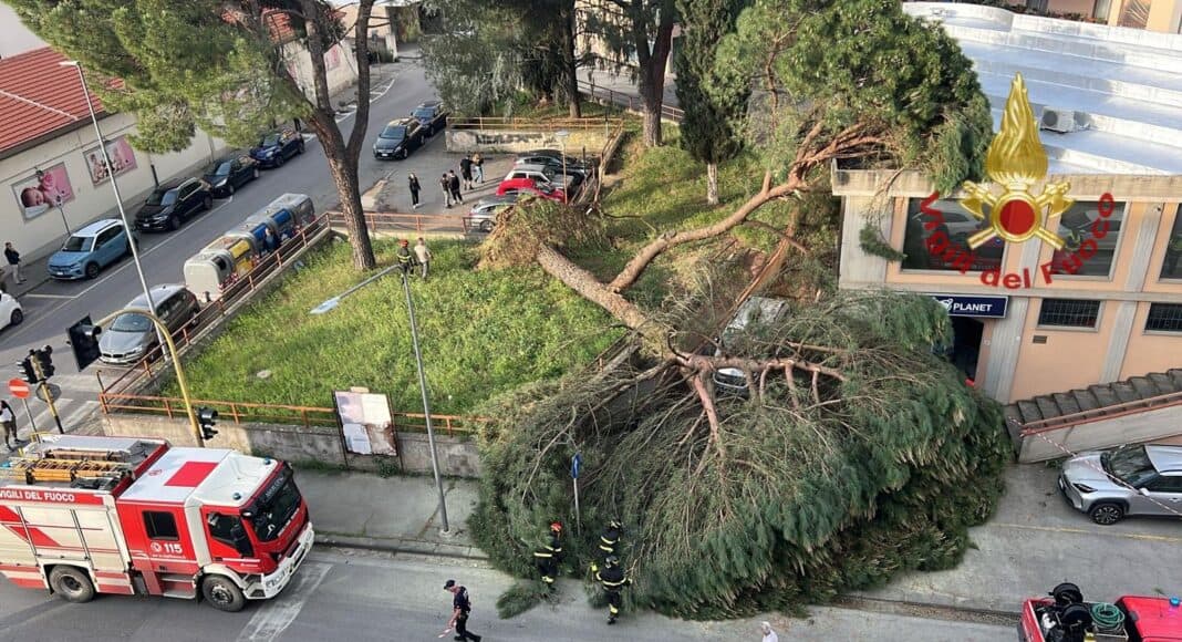 vvf-montevarchi-crollo-albero