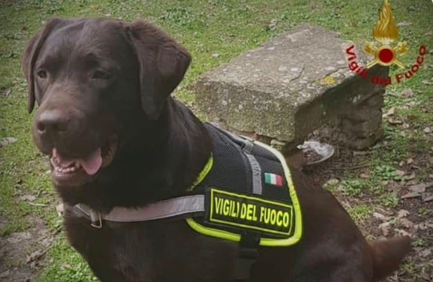 cane Vigile del Fuoco Allyson_1