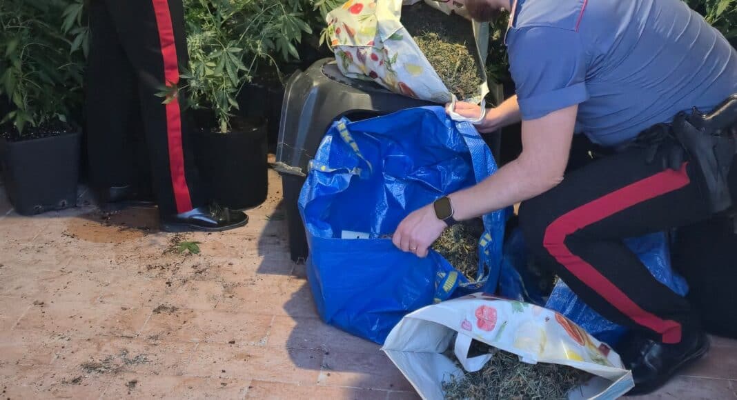 Foiano: i Carabinieri sequestrano 3 Kg di Marjuana e 47 piante