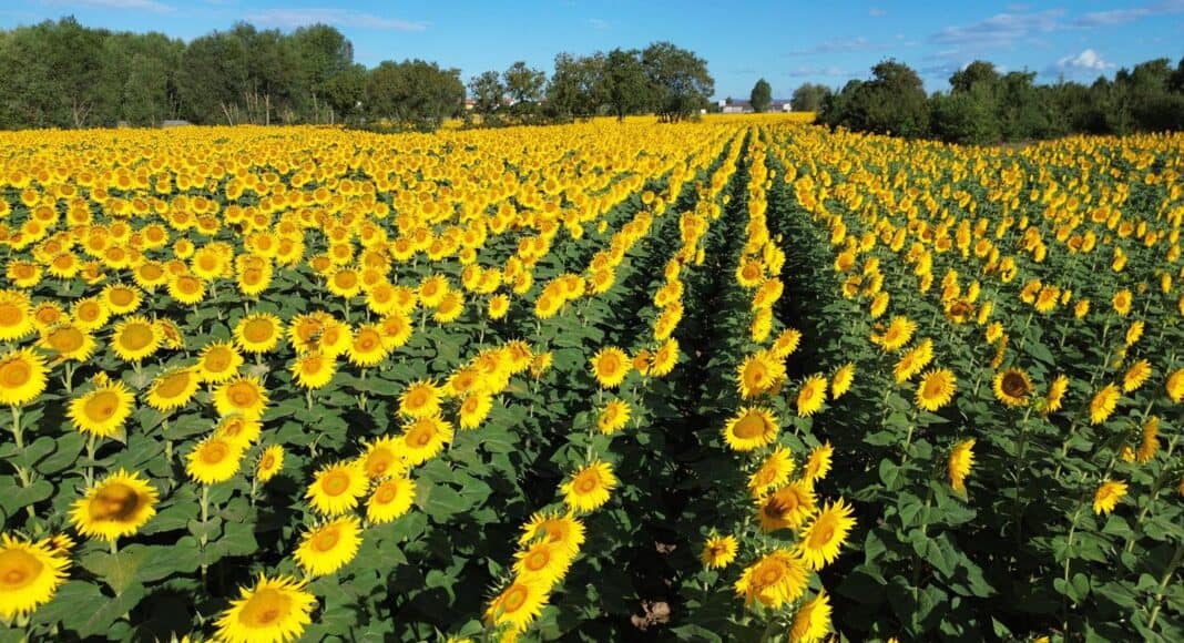 Cortona Sunflower, la semina del girasole verso la conclusione