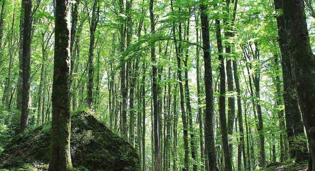Parco Foreste Casentinesi - Bosco de La Verna