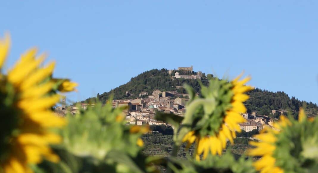 Cortona Sunflower