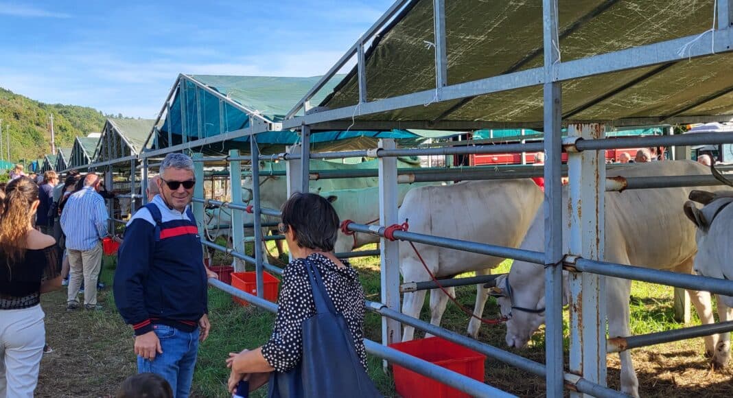 Subbiano: domenica  6 settembre la Mostra del Bestiame