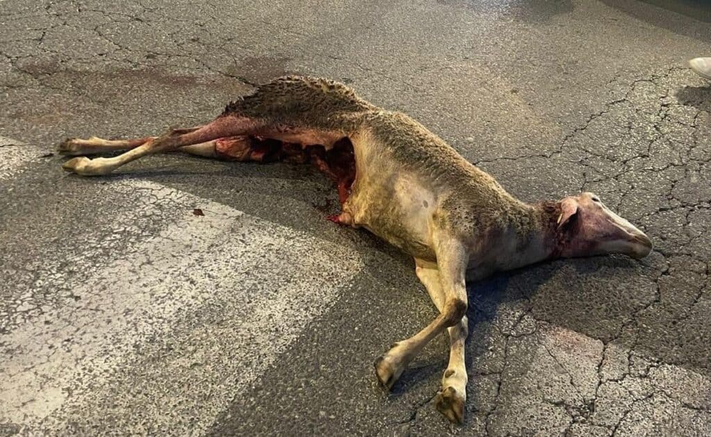 lupo e pecora sbranata (2)